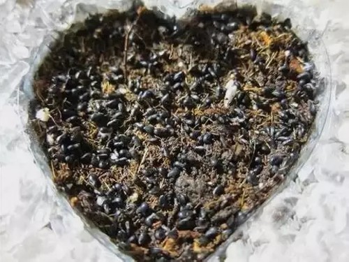 火龙果种子盆栽种植方法10