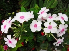 凤仙花的栽培方法