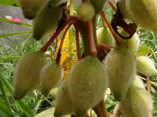 凤仙花的生长6