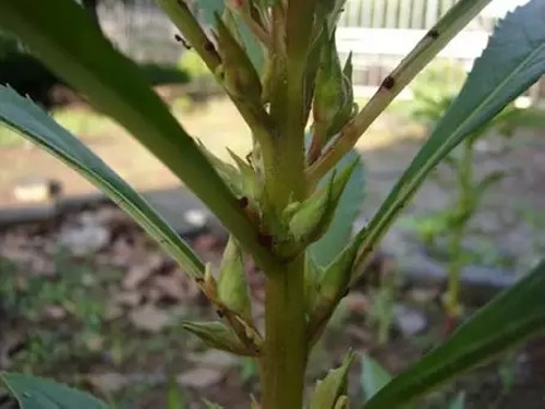 凤仙花的生长过程4