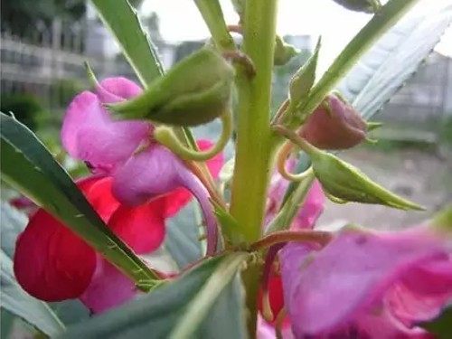 凤仙花的生长过程1