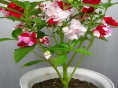 凤仙花的生长过程（图解）