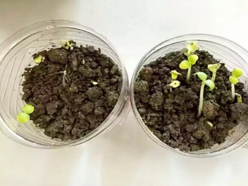 凤仙花观察日记2