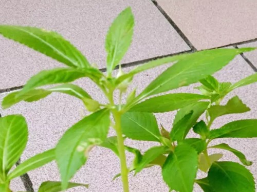 凤仙花观察日记4