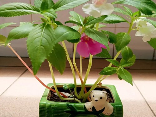 凤仙花观察日记5