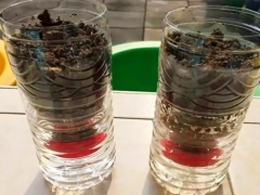 凤仙花观察日记-种植生长过程