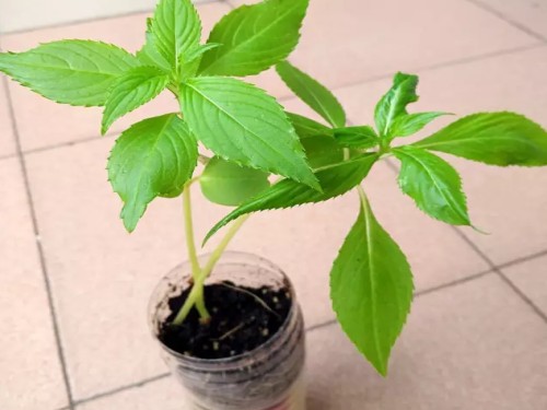 凤仙花观察日记3