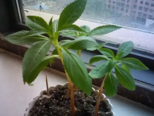 凤仙花的种植方法3