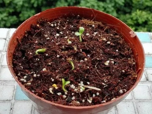 凤仙花的种植方法2
