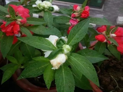 凤仙花的种植方法5