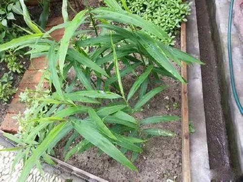 阳台盆栽姜图片