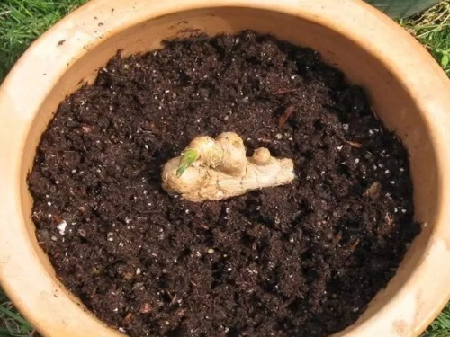 阳台盆栽生姜1