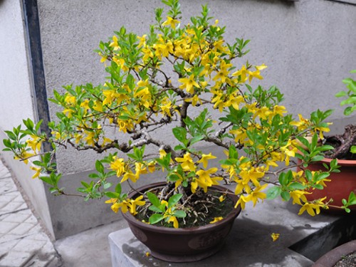 黄花风铃木盆栽图片