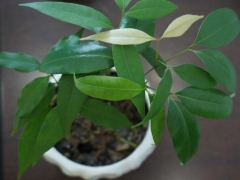 荔枝栽培技术