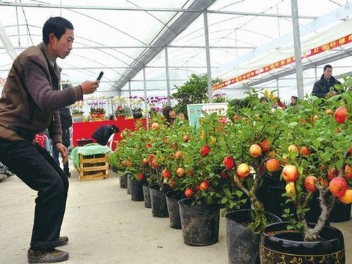 苹果栽培技术