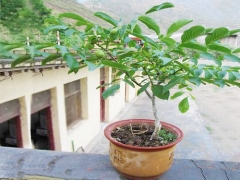 核桃栽培技术