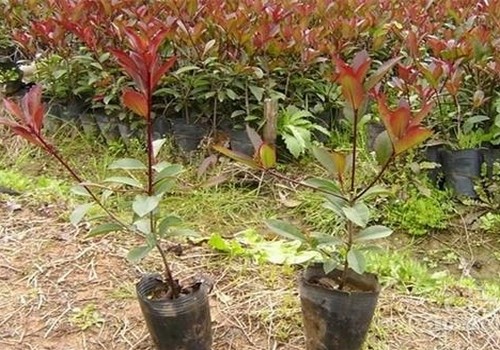 红叶小檗小苗种植技术