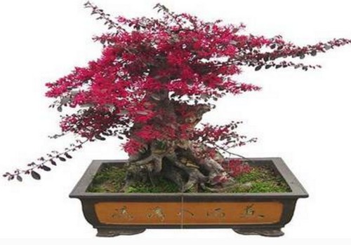 红花继木盆景