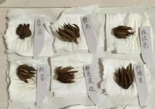 花毛茛发芽图片