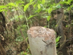 沉香结香技术