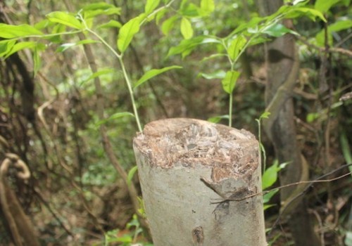 沉香结香技术图片
