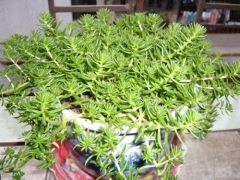 盆栽佛甲草怎么种？佛甲草种植方法