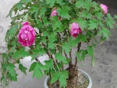 芍药花种植技术方法