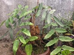 盆栽阔叶十大功劳种植技术