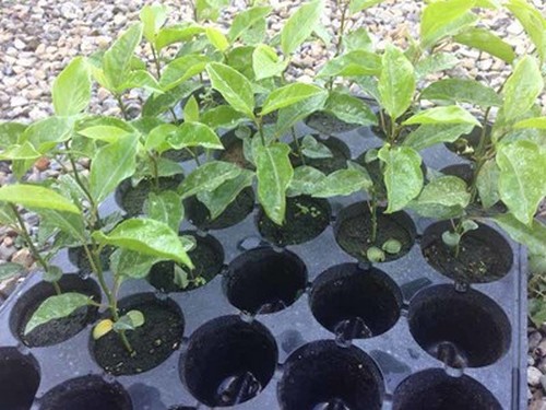 西番莲（百香果）种植技术