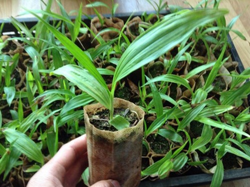 白芨的种植方法