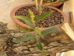 刺槐种植栽培技术