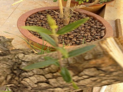 刺槐种植栽培技术