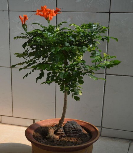 凌霄花盆栽技术