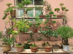 盆栽凌霄花种植方法及注意事项