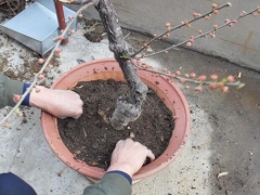 榆叶梅的种植方法