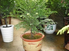 盆栽合欢树种植技术