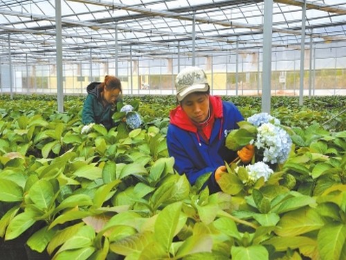 绣球花栽培技术
