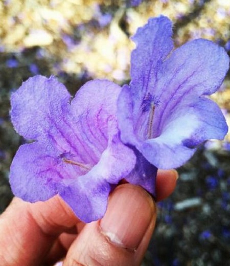 蓝花楹种植技术
