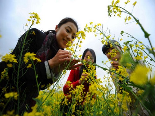 油菜花种植技术