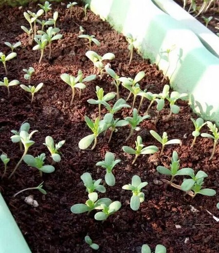茼蒿的种植方法