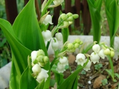 铃兰花栽培技术及注意事项