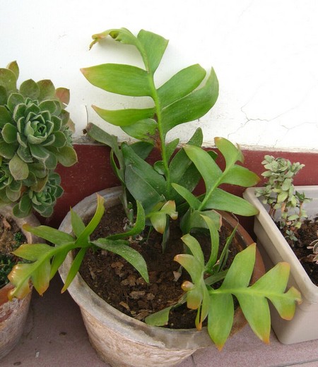 昙花栽培技术