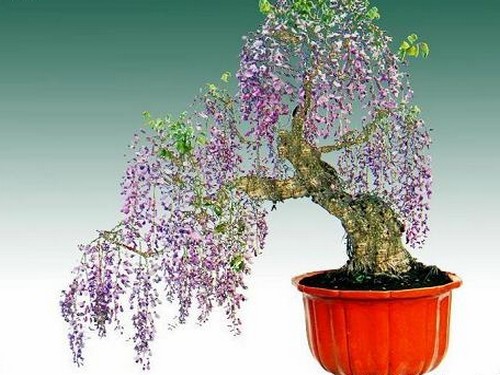 紫藤怎么种？紫藤种植方法