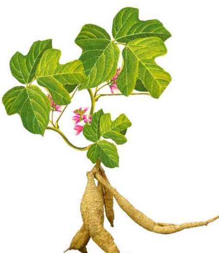 葛根怎么种植