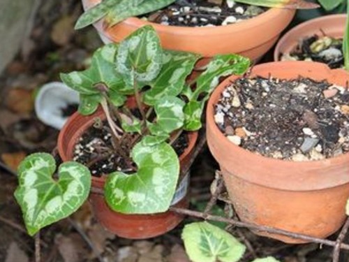 仙客来种植技术（方法）