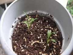 矢车菊怎么种？矢车菊种植方法