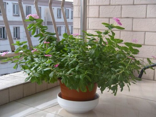 紫荆种植栽培技术