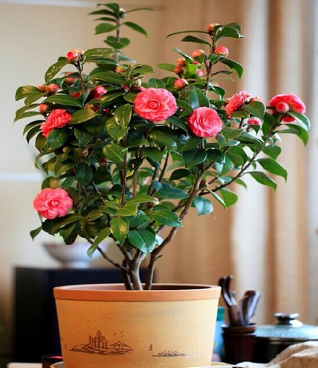 木槿花种植方法