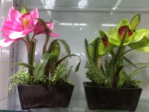 玉兰花栽培与繁殖