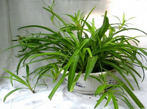 家庭盆栽吊兰种植技术